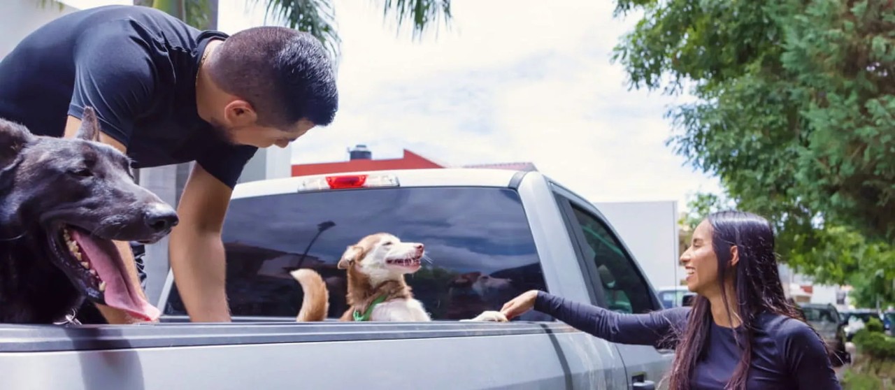 Dos personas junto a una camioneta interactuando con dos perros en la parte trasera del vehículo en un entorno exterior.