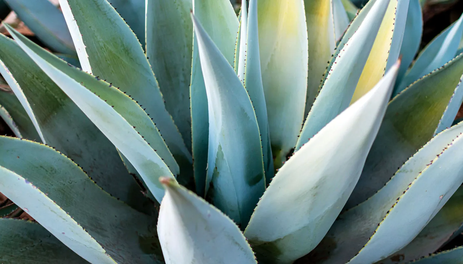 Detalle de hojas de agave vistas de cerca, destacando sus formas geométricas y tonos verdes naturales, representando la riqueza cultural y natural de México.