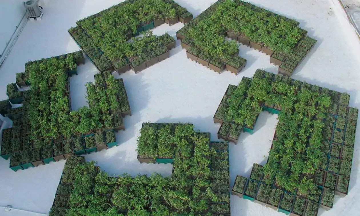 Parcelas con vegetación en render 3D que representan la sustentabilidad ambiental de la estrategia ASG de Banamex