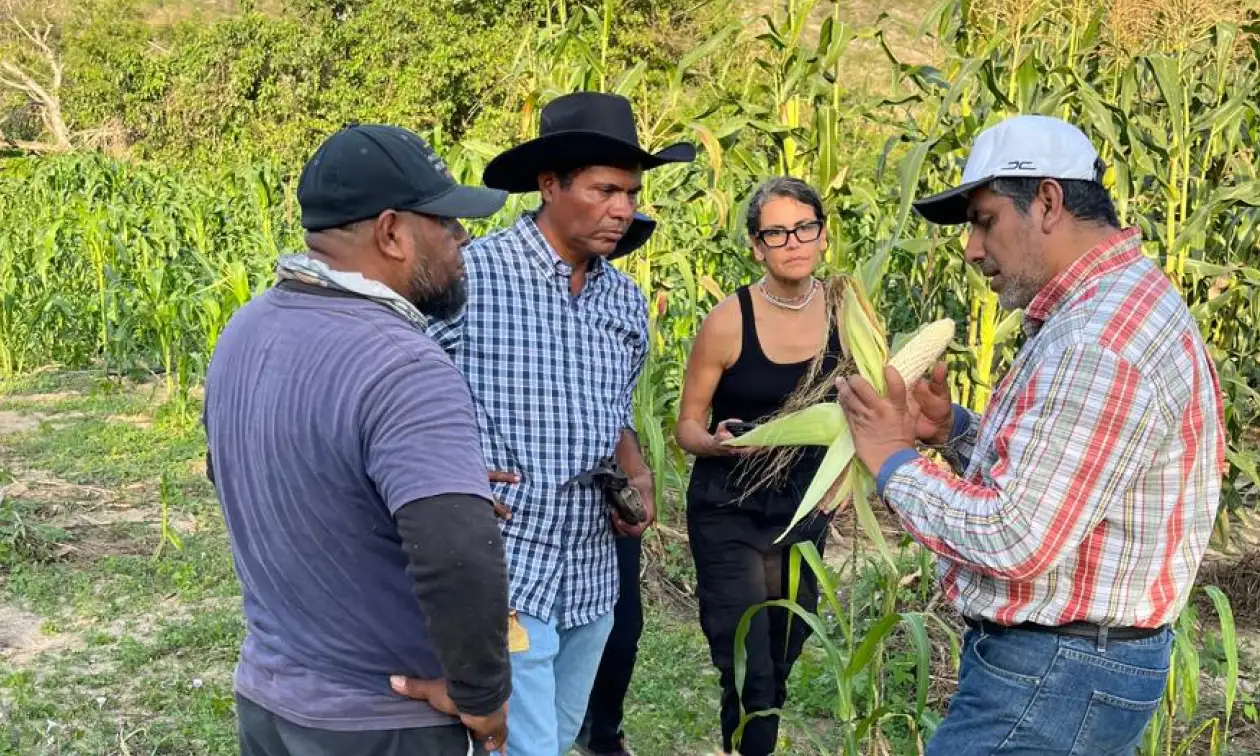 Productores revisan una mazorca en un campo de maíz durante una visita de Fomento Social Banamex