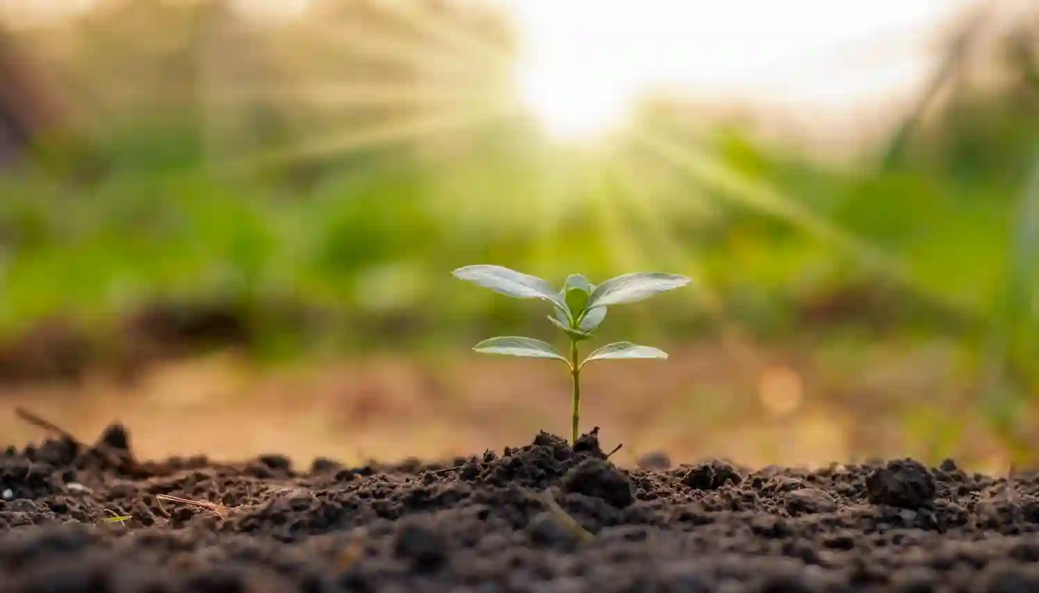 Brote de planta emergiendo de la tierra bajo la luz del sol, representando crecimiento sostenible, inversión a largo plazo y desarrollo patrimonial orientado al futuro.