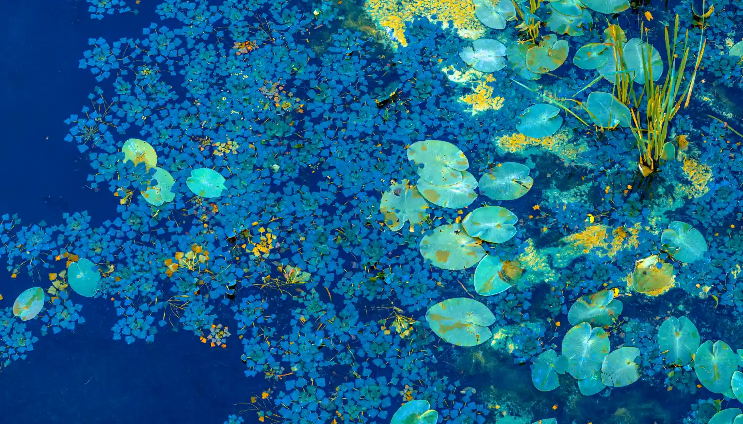 Vista aérea de vegetación acuática y hojas flotantes sobre agua en tonos azules y verdes, representando naturaleza y sostenibilidad.