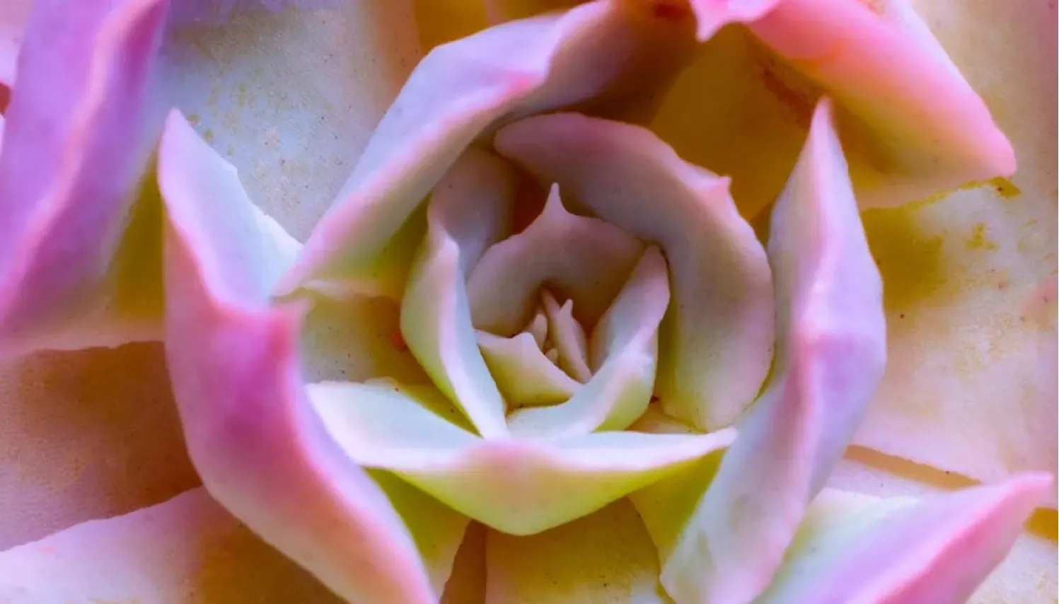 Detalle de una flor con pétalos rosados y blancos vistos en primer plano.