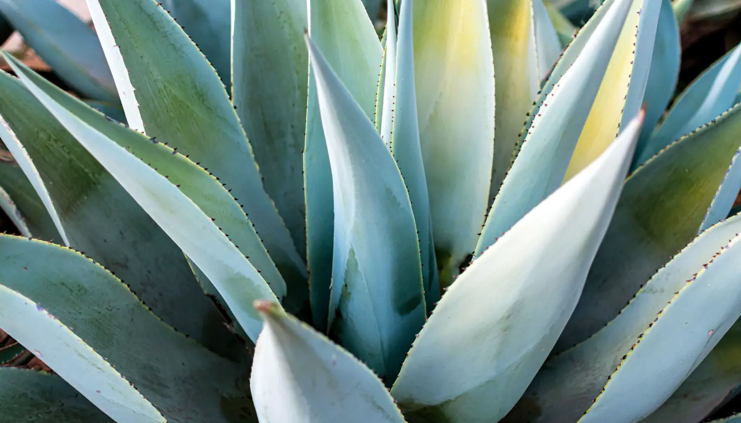 Primer plano de hojas de agave en tonos verdes y azulados, destacando sus formas geométricas y texturas naturales, representando la riqueza cultural y natural de México.