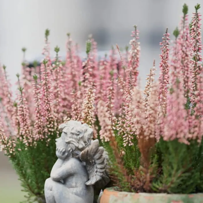 Flores rosadas en maceta junto a una figura decorativa de ángel, destacando detalles ornamentales y elementos naturales en un jardín.