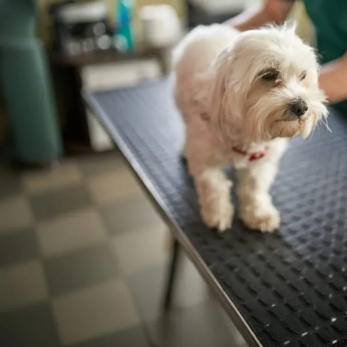 Perro de pelaje blanco sobre una mesa de revisión veterinaria, durante una consulta para el cuidado y seguimiento de su salud.