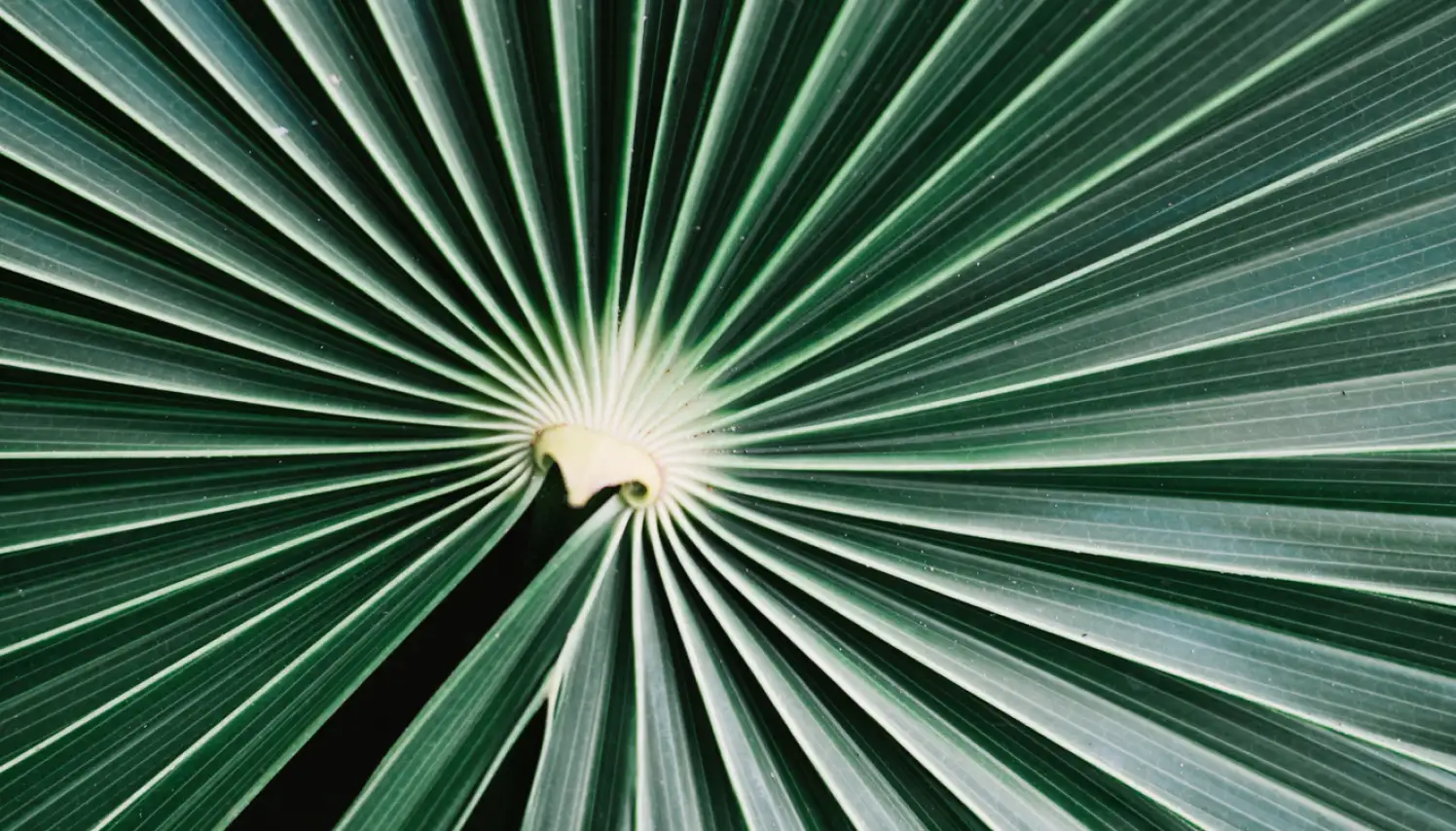 Detalle de una hoja de palma en tonos verdes con patrón radial, representando naturaleza, crecimiento y sostenibilidad.