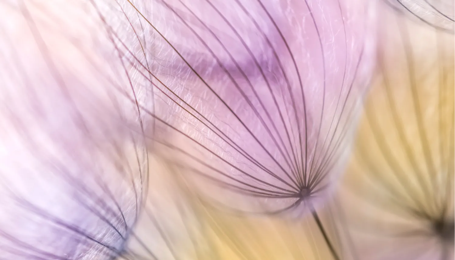Macrofotografía de un diente de león.