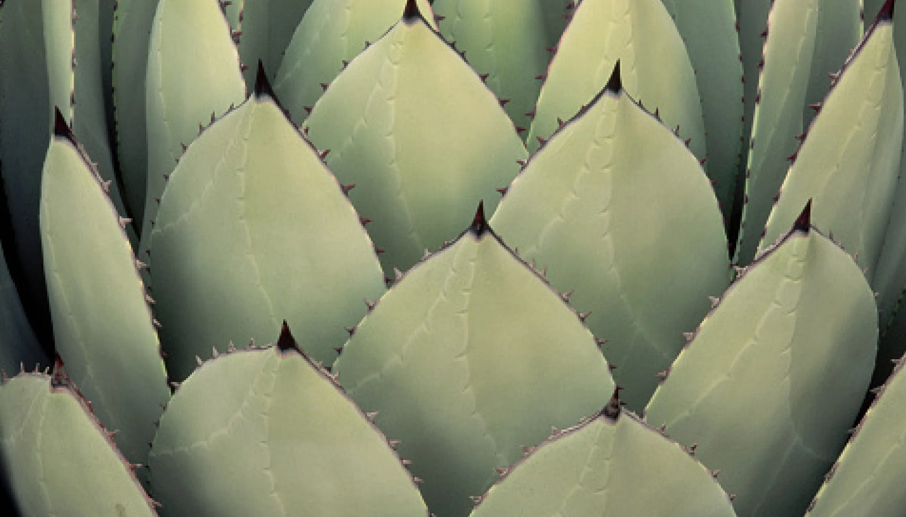Detalle de hojas de agave vistas de cerca, destacando sus formas geométricas y tonos verdes naturales, representando la riqueza cultural y natural de México.