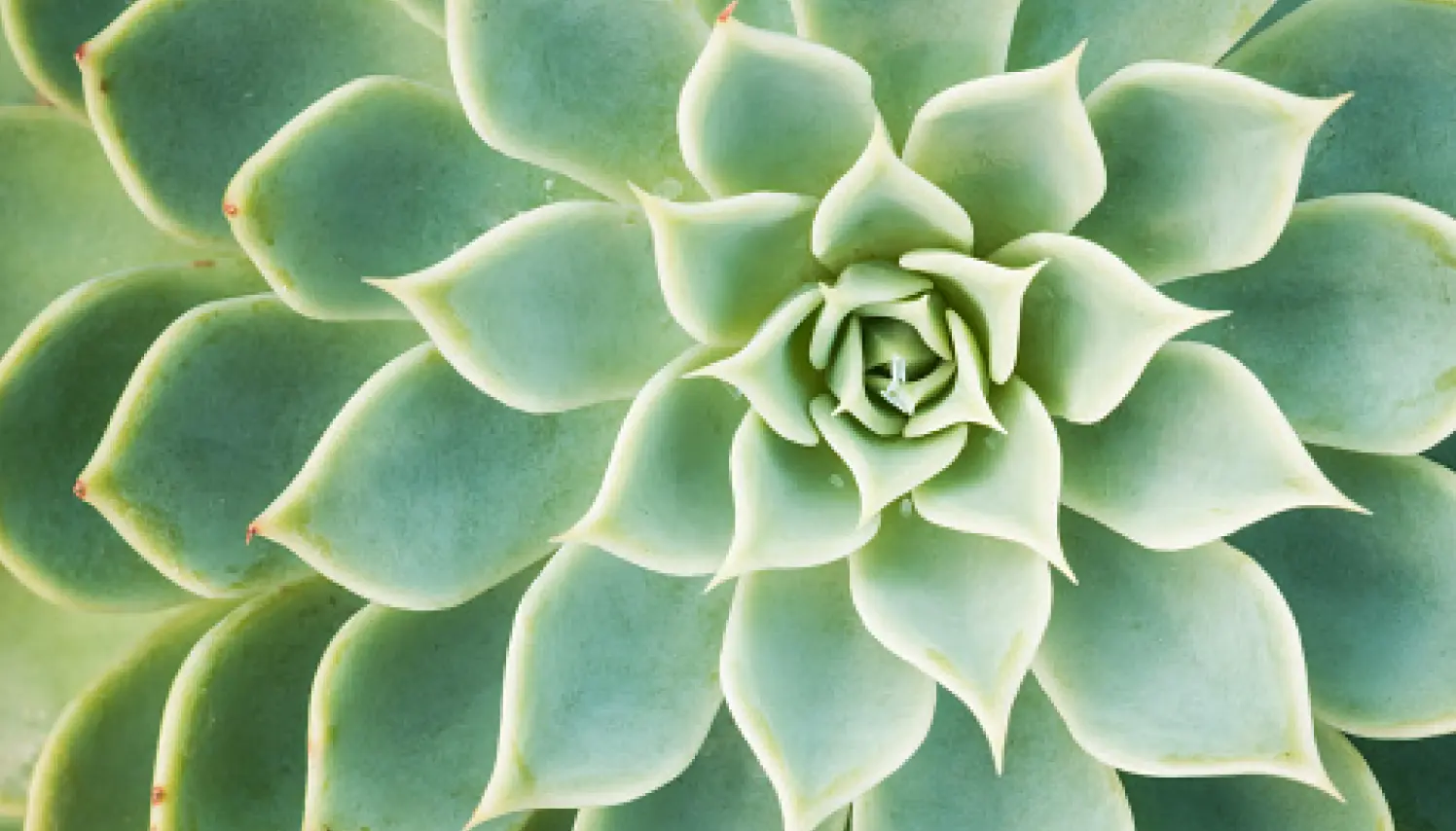 Primer plano de una suculenta verde en forma de roseta, destacando la simetría de sus hojas y su textura natural.