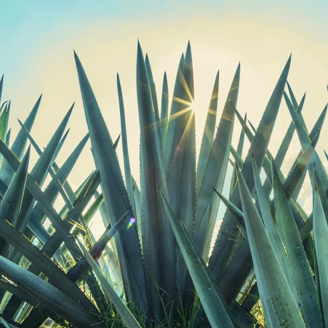 Campo de agaves azules iluminado por la luz del sol, destacando sus hojas espinosas, formas geométricas y paisaje natural mexicano.