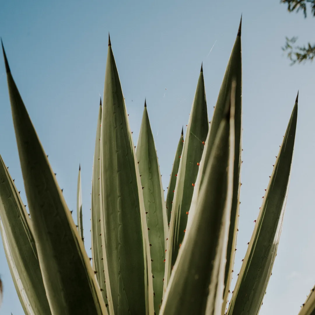 Primer plano de hojas de agave verde apuntando al cielo, destacando sus formas geométricas, textura natural y carácter icónico mexicano.