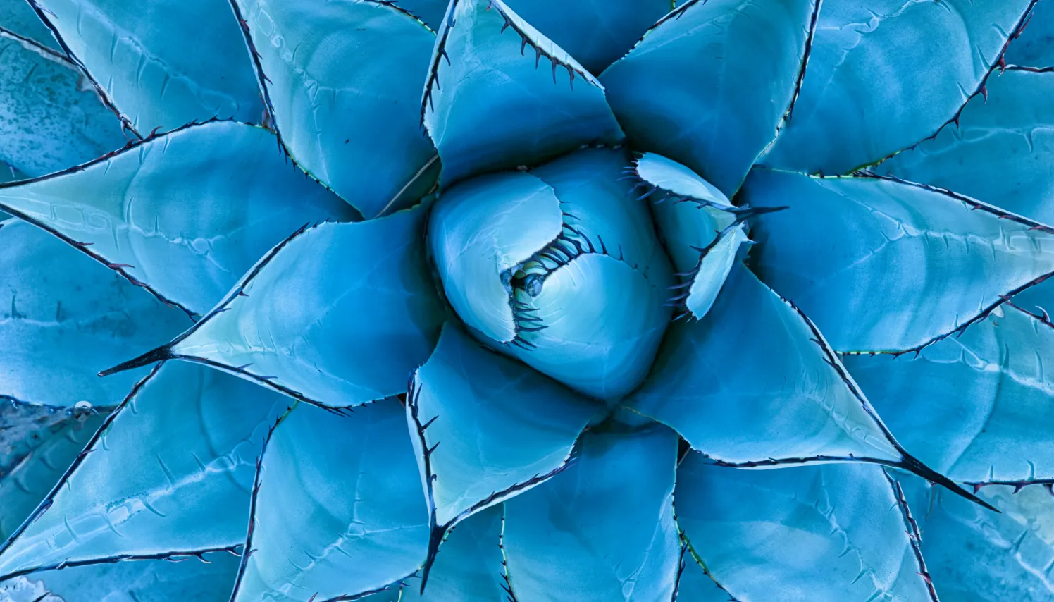 Primer plano de un agave azul en forma de roseta, destacando la textura de sus hojas, espinas y simetría natural.